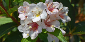 Abélia (Abelia), des petites fleurs raffinées parfumées : plantation, culture, entretien