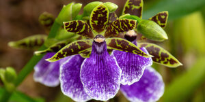 Orchidée zygopetalum (Zygopetalum), souvent parfumée : culture, entretien