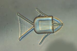 Les robots microscopiques (photo), qui mesurent un centième de millimètre, ont été fabriqués par mes scientifiques chinois à l'aide d'une technique d'impression 3D spéciale, à partir d'un gel qui change de forme lorsqu'il est exposé à différents niveaux de pH.