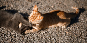 Comment gérer les conflits entre chats ?