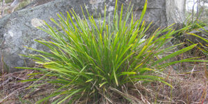 Lomandra (Lomandra longifolia), en sol sec littoral : plantation, entretien