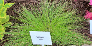 Souchet penché (Scirpus cernuus), l'herbe à fibre optique : plantation, entretien