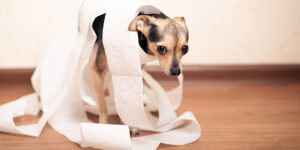 Diarrhée chez le chien : 9 causes possibles