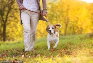 Les avantages de la possession d'un chien, tels que l'augmentation de l'activité physique liée aux promenades, aux soins et au jeu, semblent aider à protéger les personnes âgées contre les handicaps à mesure qu'elles vieillissent