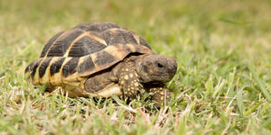 Adopter une tortue d’Hermann : conseils et bonnes pratiques