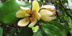 Arbuste banane (Michelia figo), proche du magnolia : plantation, entretien