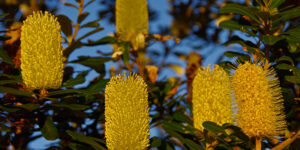 Banksia côtier (Banksia integrifolia), aux fleurs comme des chandelles