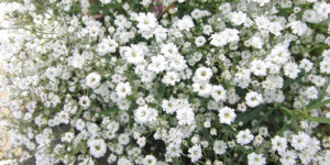 Gypsophile (Gypsophila), les fleurs vaporeuses des bouquets : plantation et entretien