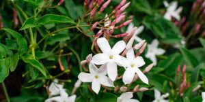 Le jasmin blanc, parfum suave et relaxant : plantation, entretien