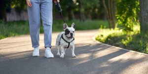 Promener son chien sans laisse : conseils et bonnes pratiques