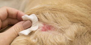 Pyodermite superficielle chez le chien : symptômes, traitement et prévention