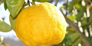 Yuzu (Citrus junos), citron du japon, le citronnier des chefs : plantation, culture, entretien