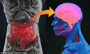 Des chercheurs britanniques ont présenté les résultats de deux expériences reliant potentiellement le microbiome de l'intestin au cerveau