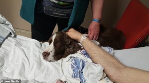 Bon garçon professionnel : Murphy le chien de thérapie rend visite à un patient pendant l'étude