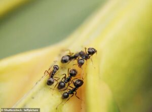 Les chercheurs ont découvert qu'après seulement quelques minutes d'entraînement, les fourmis noires formica fusca étaient capables de différencier les cellules humaines saines des cellules cancéreuses dans une boîte de Pétri. [File image]