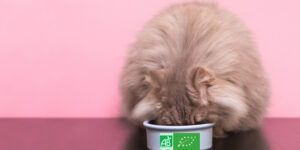 6 raisons de passer à l'alimentation bio pour son chat