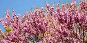Arbre de Judée (Cercis siliquastrum), un arbuste aux fleurs pourpre : plantation, entretien
