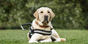 Comment assurer un chien guide d'aveugle ?