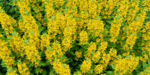 Lysimaque ponctuée (Lysimachia punctata) aux fleurs jaunes : plantation, entretien