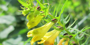 Mélampyre des prés (Melampyrum pratense), sarriette jaune : plantation, entretien