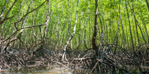 Palétuvier rouge (Rhizophora mangle), roi de la mangrove