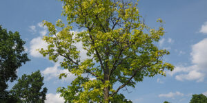 Platane à feuilles d'érable (Platanus acerifolia), le platane commun : plantation, taille, entretien