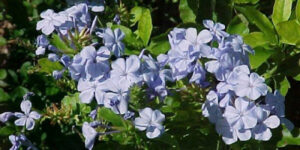 Plumbago du Cap (Plumbago auriculata) aux fleurs bleu azur : entretien, culture