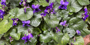 Violette du Labrador (Viola labradorica), très rustique : plantation, entretien