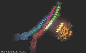 Des chercheurs de l'Université de Stanford et de l'Université du Texas ont développé un composé qui peut bloquer l'hypersécrétion de mucus et potentiellement traiter des maladies chroniques comme l'asthme et la MPOC.  Sur la photo : le peptide (jaune) perturbe la sécrétion de mucine en perturbant l'interaction entre les protéines (bleu, rouge, vert)