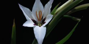 Glaïeul d'Abyssinie (Gladiolus callianthus), le plus élégant : plantation, culture
