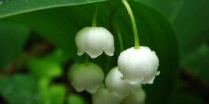 Muguet (Convallaria majalis), l’emblème du 1er mai : plantation, culture, entretien