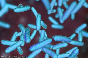 Les chercheurs ont découvert que la fabimycine – un antibiotique qui n'a pas encore été approuvé – agit contre les infections causées par 300 types de bactéries gram-négatives (photo)