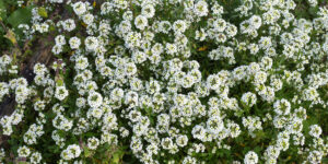 Alysse odorant (Lobularia maritima), la corbeille d’argent : plantation, entretien