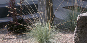 Avoine vivace (Helictotrichon sempervirens), graminée pour jardins secs : plantation, entretien