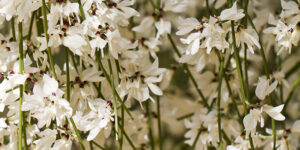 Genêt blanc (Retama monosperma), pour jardins secs de bord de mer : plantation, entretien