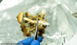 Le cancer avancé d'une femme a disparu en cinq mois après avoir commencé à prendre du cannabis et des champignons magiques, selon les experts de l'Imperial College de Londres