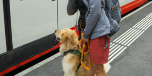 Comment gérer son chien dans les transports en commun ?