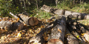 Peut-on ramasser du bois pour se chauffer dans les forêts ?