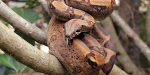 4 serpents que l'on peut élever en terrarium à la maison