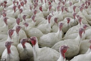 Au total, 47 millions d'oiseaux ont été abattus ou sont morts de la grippe aviaire aux États-Unis cette année, ce qui en fait l'une des pires épidémies que le pays ait jamais connues.  Environ 50 millions de personnes ont également été abattues en Europe au milieu de l'épidémie