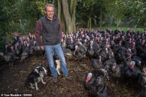 L'agriculteur Steve Childerhouse, 51 ans, a raconté son chagrin d'avoir été forcé d'abattre tout son troupeau de 10 000 dindes destinées aux tables de Noël britanniques
