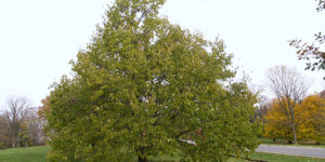 Arbre à gutta-percha (Eucommia ulmoides), un arbre à gomme : plantation, culture
