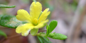 Fleur de Guinée (Hibbertia aspera), pour le bord de mer : plantation, culture