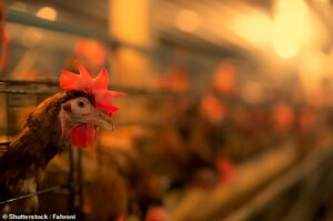 Un universitaire d'Oxford a fait valoir que certaines philosophies morales permettent aux gens de ne pas sauver éthiquement les mangeurs de viande dans des situations de vie ou de mort en raison de la cruauté que leur alimentation inflige aux animaux dans les fermes industrielles.