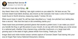 Le National Park Service a averti les visiteurs du parc en Arizona d'éviter les crapauds du désert de Sonora et même d'éviter de les lécher