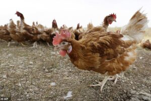 Les poulets pourraient être génétiquement modifiés avec une décennie pour les empêcher d'attraper la grippe aviaire et de menacer l'approvisionnement en œufs et en volaille, selon les scientifiques