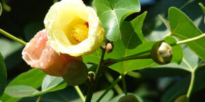Bois de rose d'Océanie (Thespesia populnea), proche de l'Hibiscus : plantation, entretien