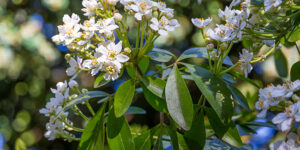 Oranger du Mexique (Choisya ternata), un bel arbuste aux parfums d’agrume