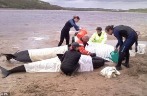 Des baleines, des dauphins et des marsouins sont régulièrement retrouvés échoués dans les eaux peu profondes ou sur les plages du littoral britannique, et souvent dans des gousses.  Sur la photo: des sauveteurs s'occupant de globicéphales échoués sur la rive d'un loch marin en Écosse